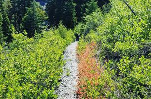High Desert Trail
