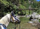 Potato cools off in the North Fork of the Middle Fork of the American River and gazes at Swinging Bridge. Photo by Cortney Bloomer.