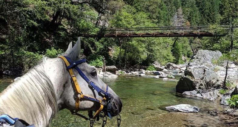 Potato cools off in the North Fork of the Middle Fork of the American River and gazes at Swinging Bridge. Photo by Cortney Bloomer.