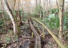 Boardwalk on the Rice Creek Trail, Florida; photo by Doug Alderson.
