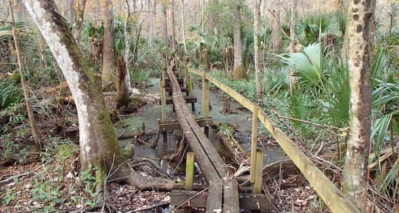 Boardwalk on the Rice Creek Trail, Florida; photo by Doug Alderson.