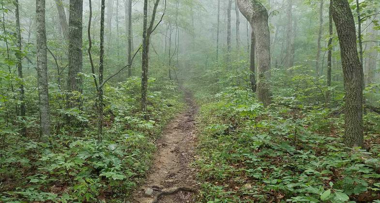 July 2017 hike to the highest point in Georgia (USA), Brasstown Bald Mountain. Photo by Kelly Carter.