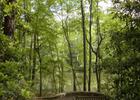 Nature Trails at Callaway Gardens in Pine Mountain, Georgia.