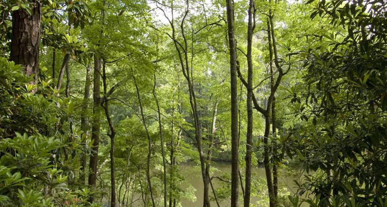 Nature Trails at Callaway Gardens in Pine Mountain, Georgia.