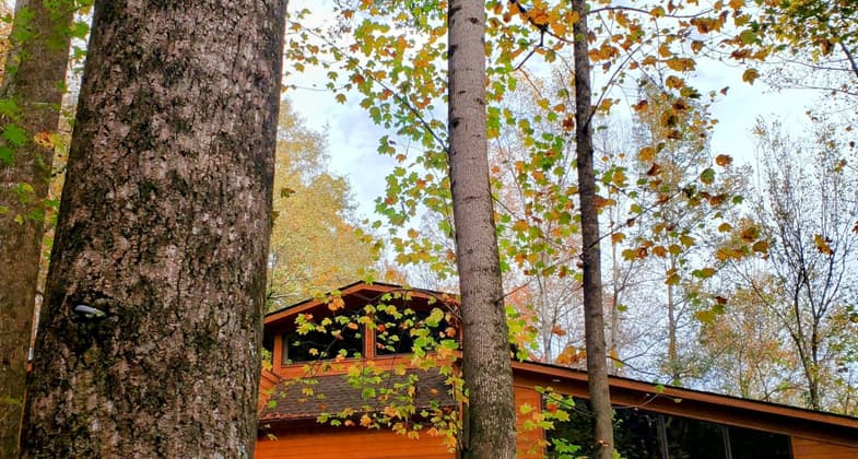 The 162-year-old Grandfather Beech Tree.