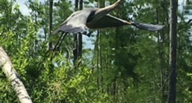 Gator. Photo by Michael Dias.