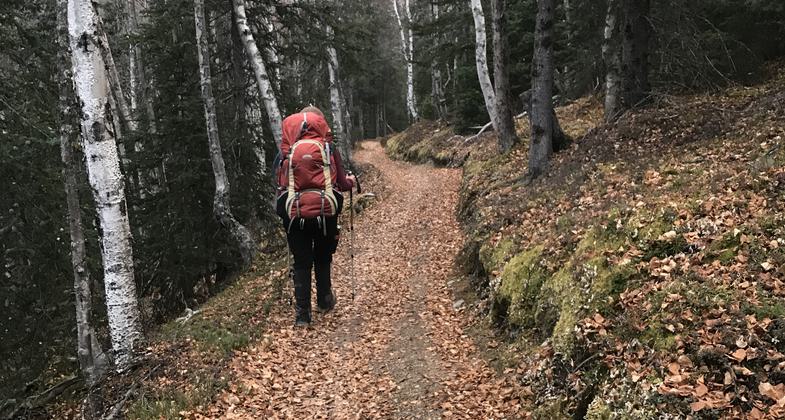 Wolf print. Photo by Irene Lindquist.