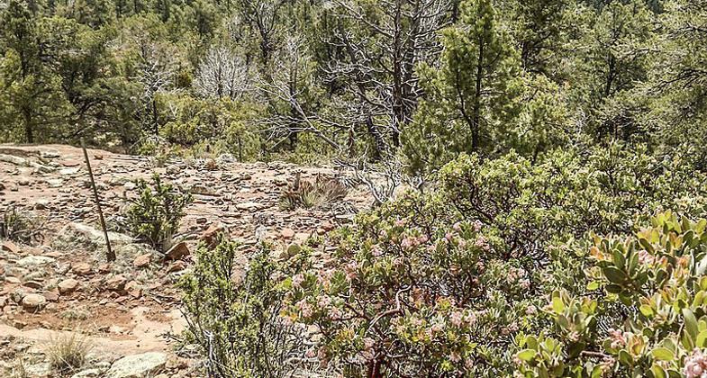 Highline Trail, Payson, Arizona. Photo by davidpinter/wiki.