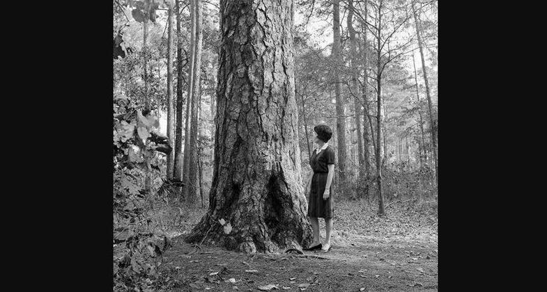 Morris Pine; circa 1960s. Photo by USFS.