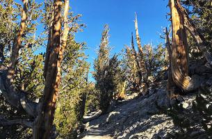 Methuselah Trail