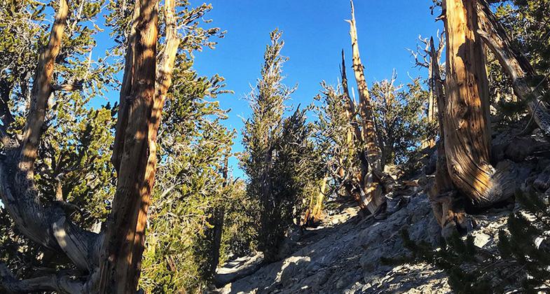 Trail. Photo by Pam Riches.