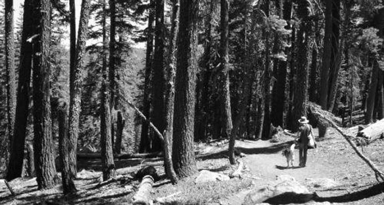 the trail to Cody Lake near Twin Bridges and Strawberry off Highway 50 in California (photo by Tova Jarvis).
