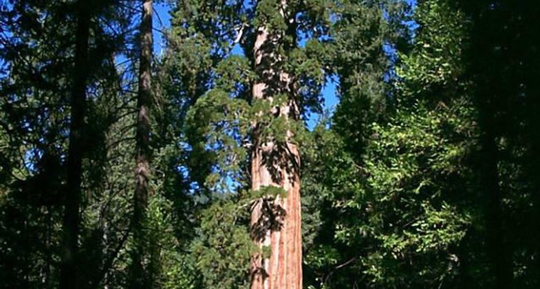 Photo pre-2017 Railroad Fire. Photo by USFS.