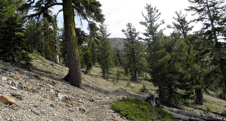 Sisson Callahan trail. Photo by Steve Lewis.