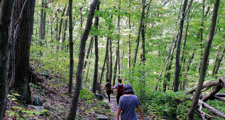 Cool forest. Photo by Denise Liftin.
