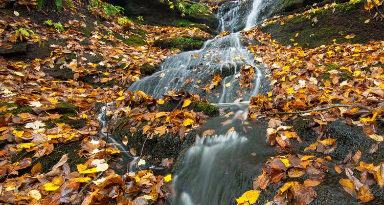 A lively woodland brook cascades through a gorge blanketed with autumn leaves. Photo by Justin Coleman.