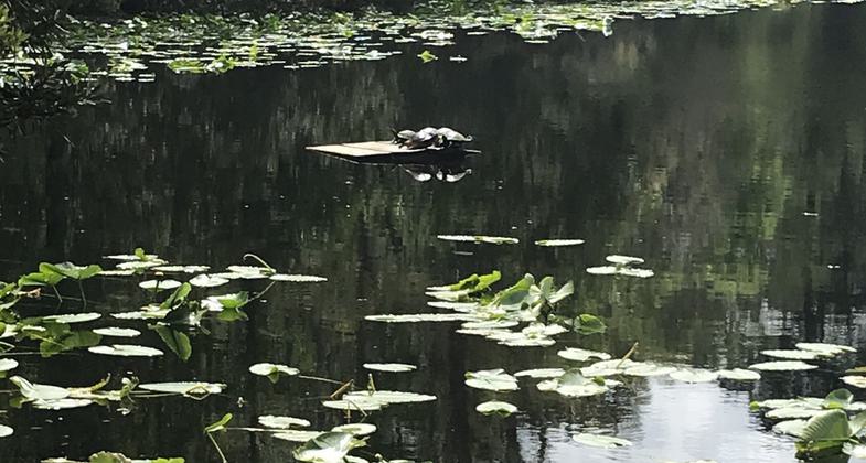 Pond view at the preserve. Photo by Univ of North Florida.
