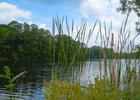Cattail pond view. Photo by Univ of North Florida.