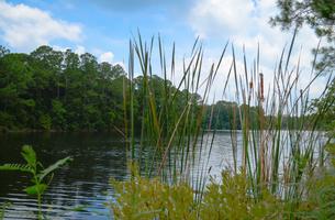 University of North Florida Nature Trails