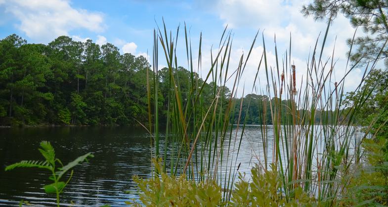 Cattail pond view. Photo by Univ of North Florida.