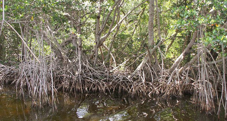 Red mangrove trees along the Buttonwood Canal near Flamingo in Everglades National Park. Photo by Moni3.
