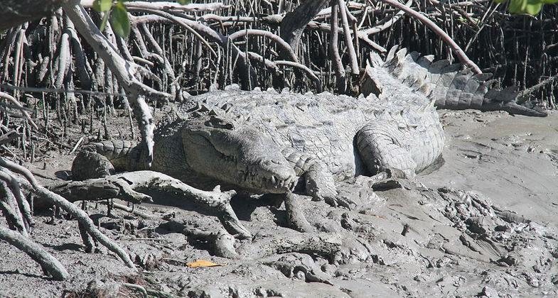 American Crocodile on bank near Flamingo, Florida in Everglades National Park. Photo by Chaputjp.