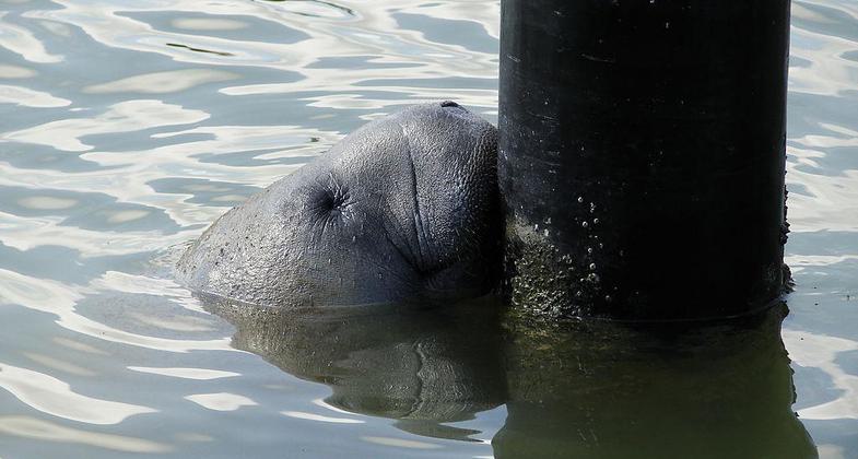 Manatee Flamingo Marina. Photo by NPSPhoto, A.Danneker.