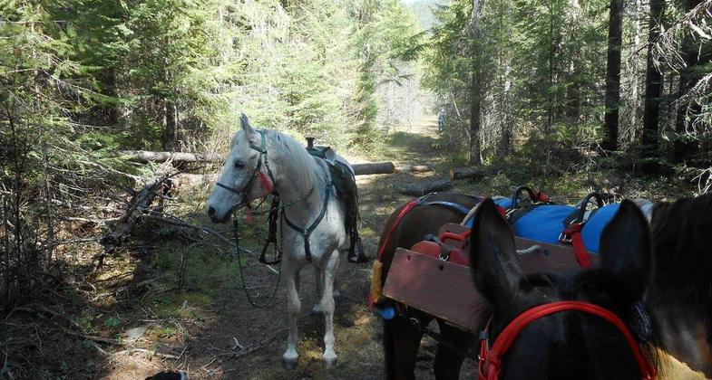 PRVBCH doing pre-season clearing on the trail. Photo by Mary Schrempp.