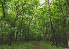 The Cedar Valley Nature Trail hiking trail at Sugar Bottom Recreation Area and campground near North Liberty, Iowa. Photo by Tony Webster.