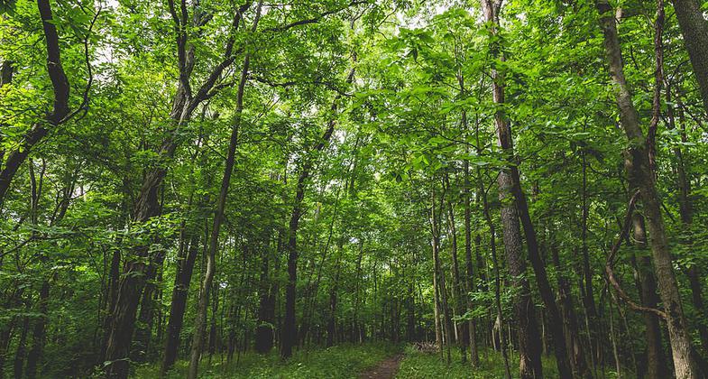 The Cedar Valley Nature Trail hiking trail at Sugar Bottom Recreation Area and campground near North Liberty, Iowa. Photo by Tony Webster.