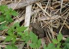 American toad at Indian Creek Nature Center. Photo by Thomas D. Fischer.
