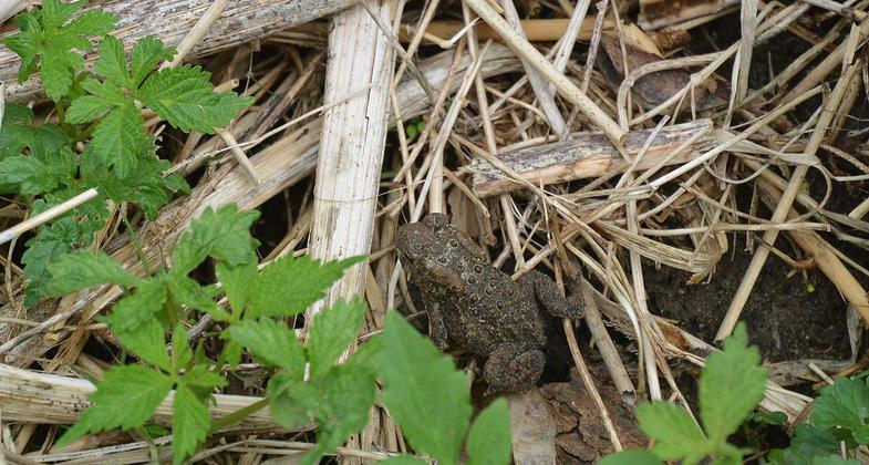 American toad at Indian Creek Nature Center. Photo by Thomas D. Fischer.