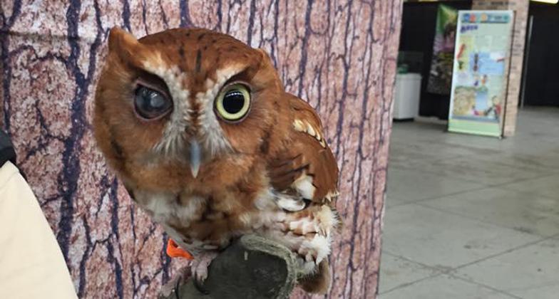 Winged friend at the nature center. Photo by Cypress Nature Study Center.