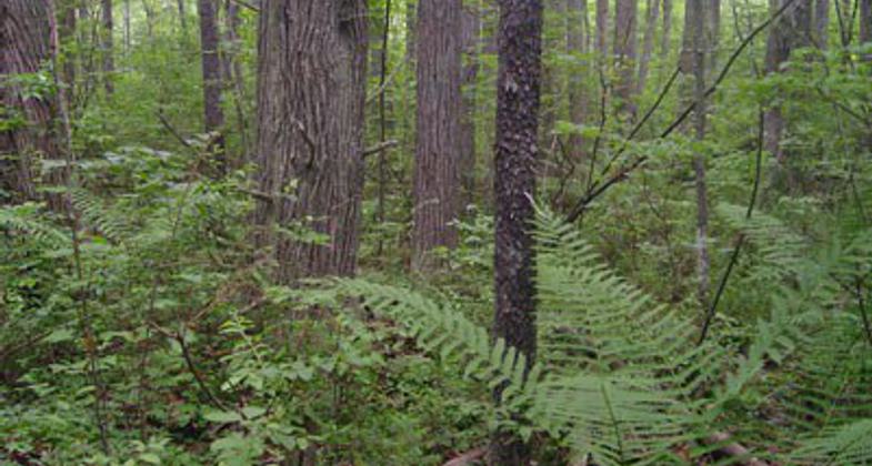 Photo by NPS.