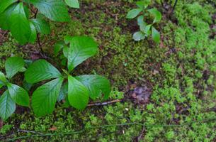 Atlantic White Cedar Swamp