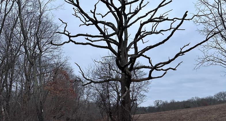 Photo by Janie Walker.