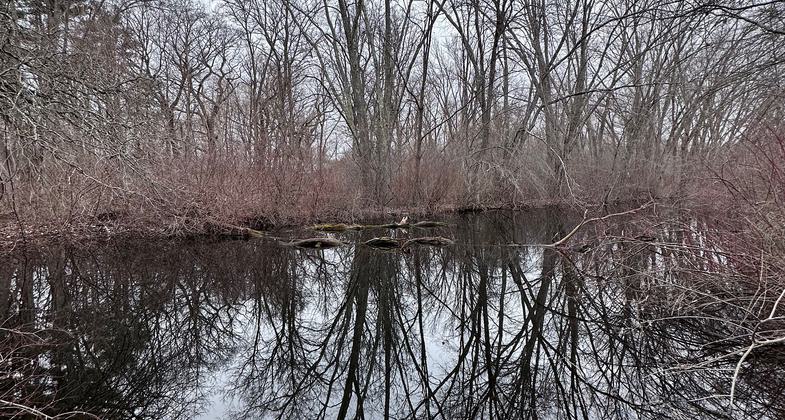 Photo by Audubon Society of RI.