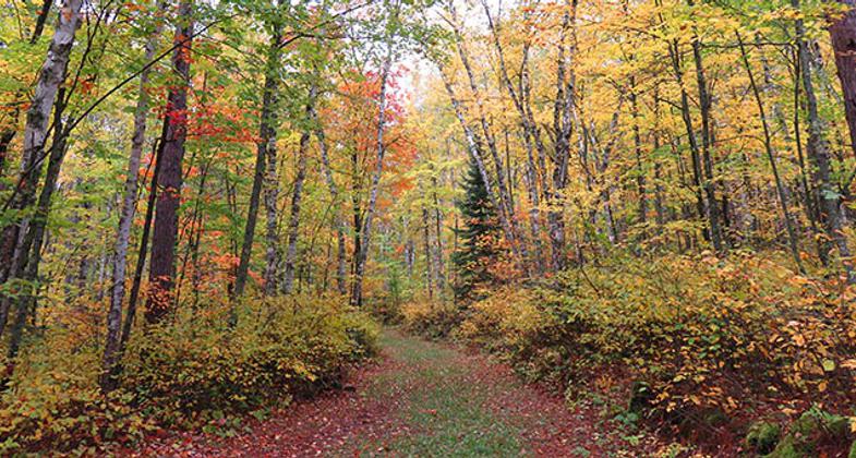 Fall scenery on the Taconite State Trail. Photo by Minnesota DNR.