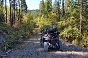 Blacktail - Wild Bill