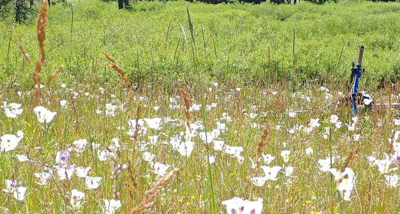 May Creek Trail passes near meandering May Creek. Photo by David Lingle.