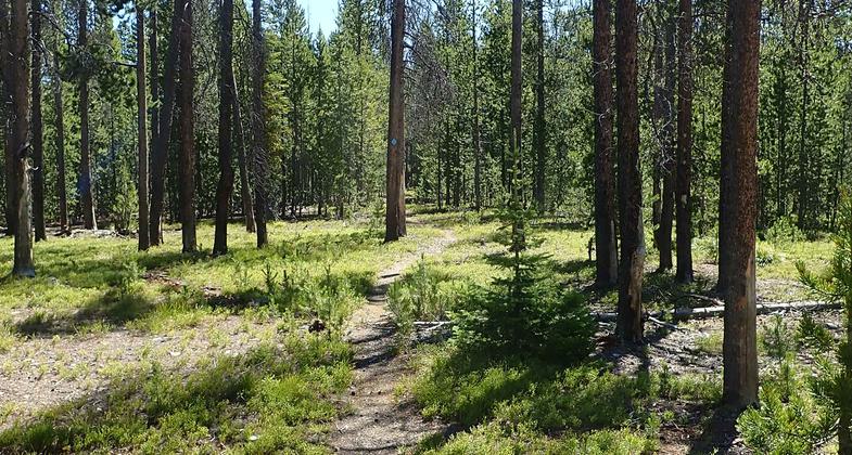 Lower May Creek Trail passes through small groves of pine forest between open meadows and willow lined creek bottom. Photo by David Lingle.