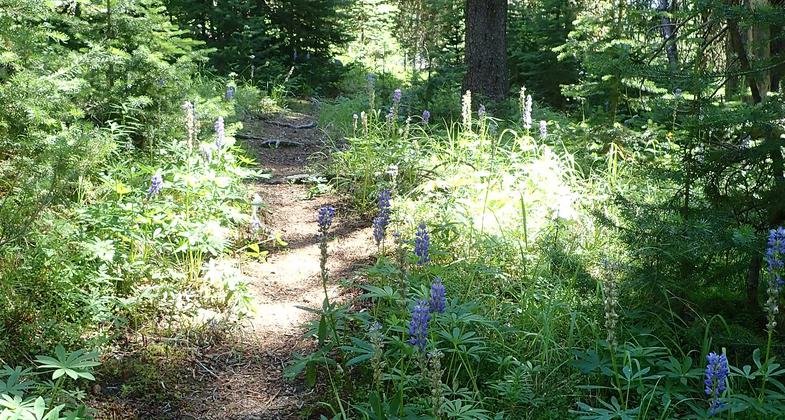 Sego Lilies at meadows edge. May Creek Cabin is nestled in the woods beyond. Photo by David Lingle.