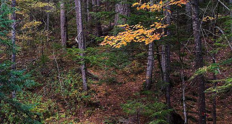 Trailhead. Photo by Janie Walker.