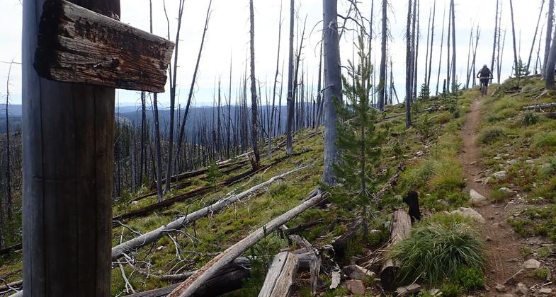 A charred sign marking the Divide Trail remains as a reminder of the large forest fires of 2000. Photo by David Lingle.