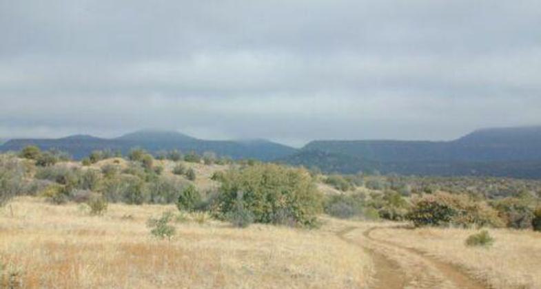 Wagon tracks. Photo by USDA Forest Service.
