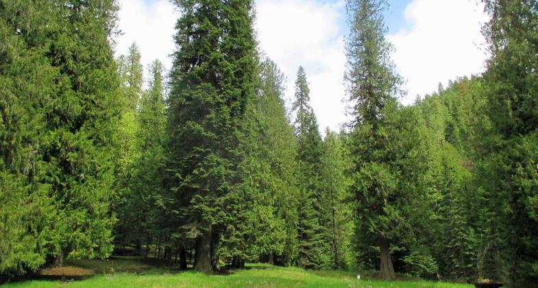 Glover Campground. Photo by USFS.