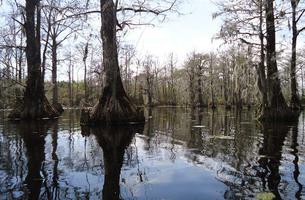 Historic Edenton Trail