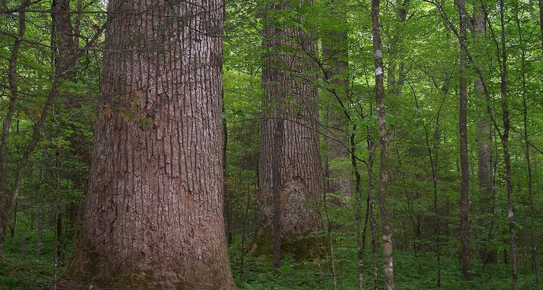 Ancient Tulip-tree grove in Joyce Kilmer Memorial Forest. Photo by Notneb82/wiki.