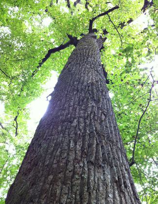 A towering forest relic in Poplar Cove. Photo by Donna Kridelbaugh.