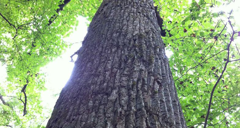 View of Little Santeetlah Creek. Photo by Donna Kridelbaugh.